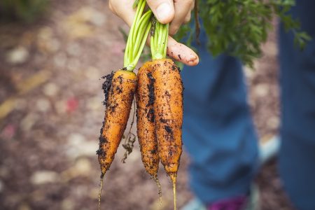 carrots-3655672_960_720