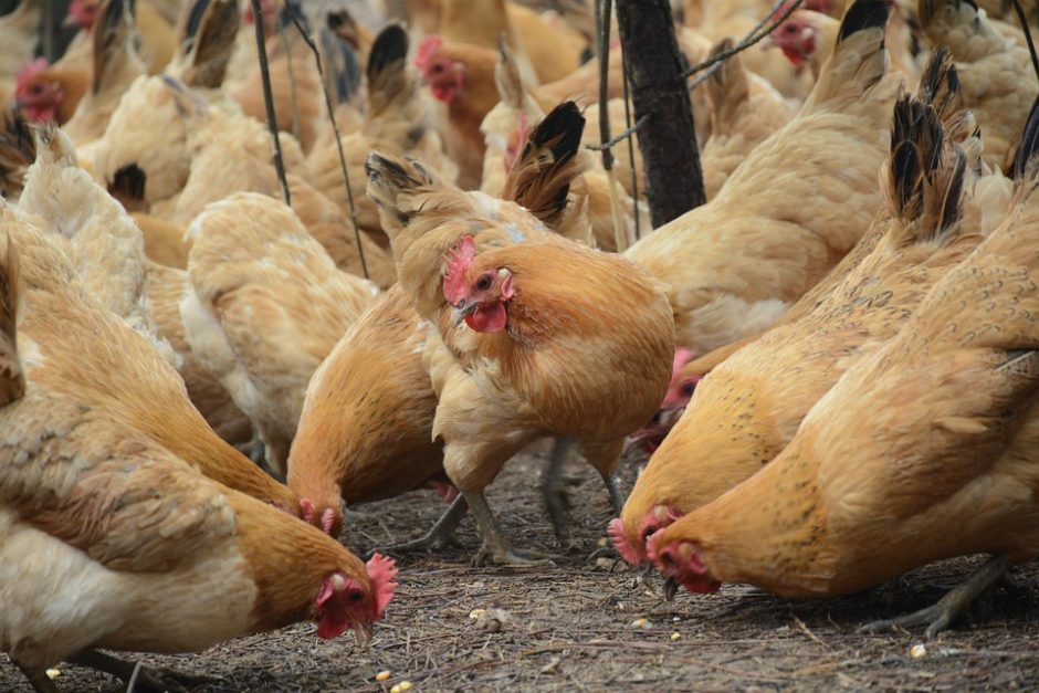 chicken-2258506_960_720