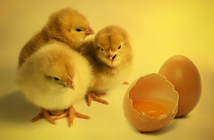 chicks-2965846__480