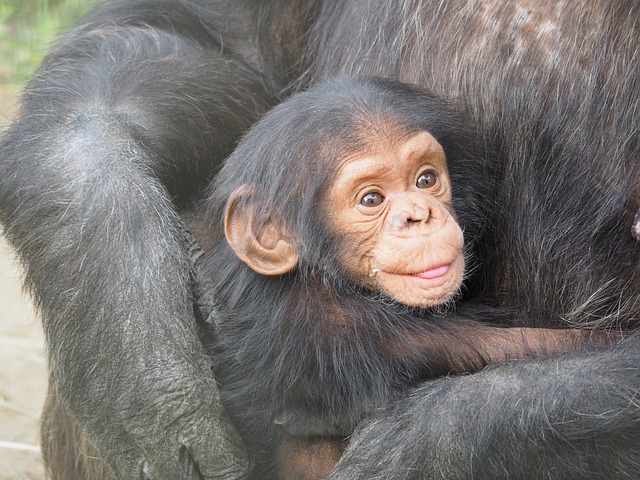chimpanzee-830535_640