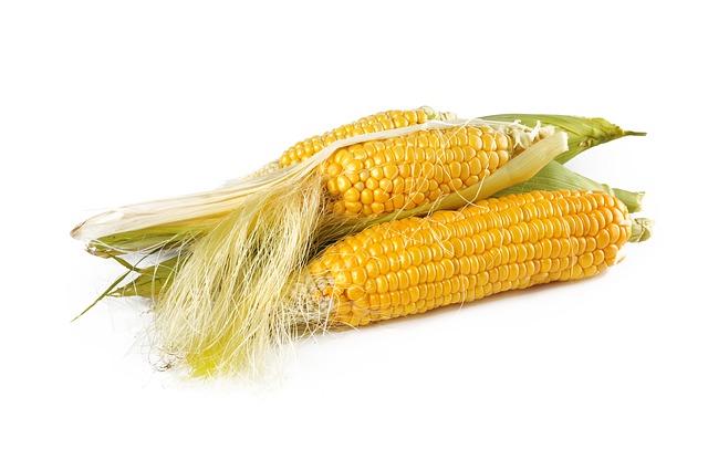 corn-1751321_640