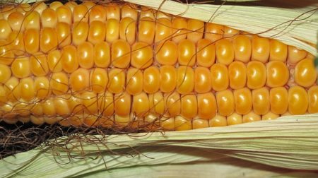 corn-190014_640