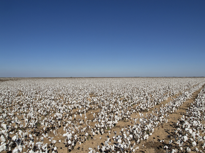 cotton-farm-image-pesticide