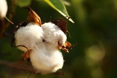 cotton-white-plant-nature