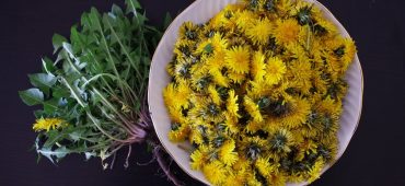 dandelion health salad flowers 161598