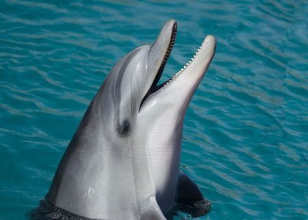 dolphin-1019616__480