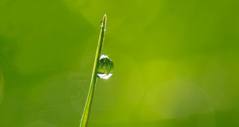 drops-of-dew-in-the-morning-sun-1373998__480