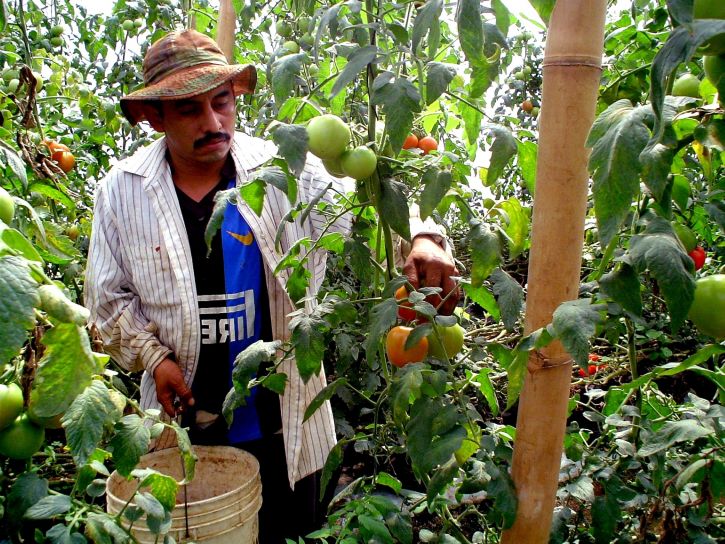farmer-works-on-a-tomato-harvest-in-a-greenhouse-in-jayaque-la-libertad-southwestern-el-salvador-725x544