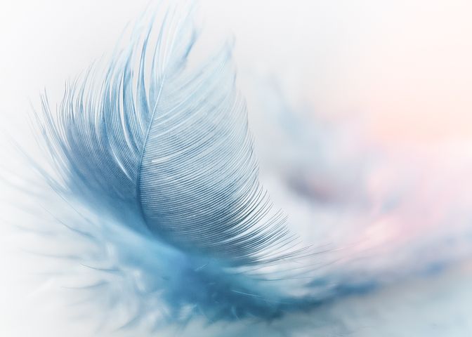 feather-3010848__480