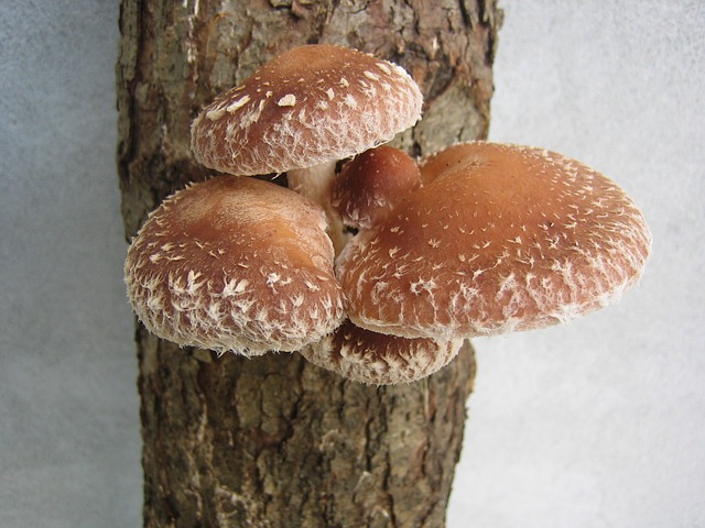 fungus-448501_640