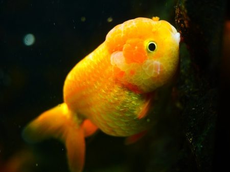 goldfish-1071842_640