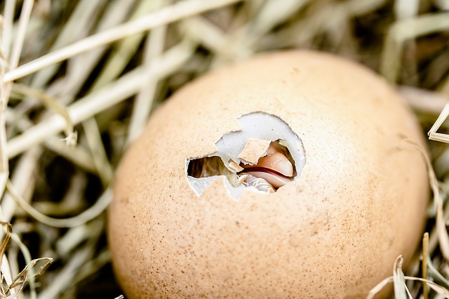 hatching-chicks-2448541_640