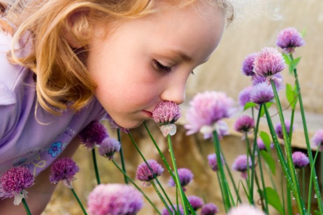 White caucasian female child smelling purple blooms of a flowering chilve herb.