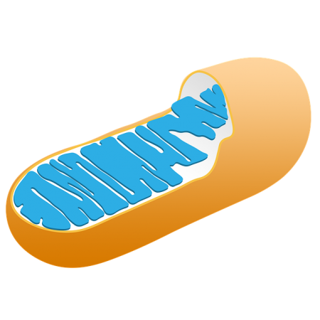 mitochondria-3016868_640