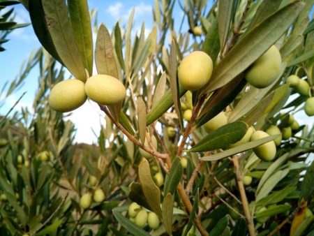 olive-trees-1126320__480