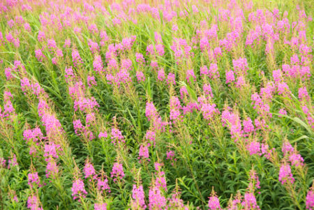 pink-flower-field