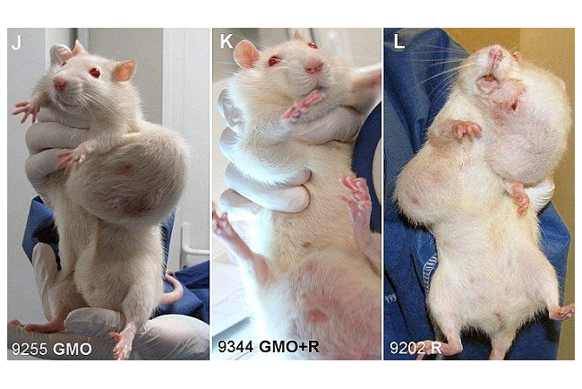 遺伝子組み換えトウモロコシをネズミに与え続けると