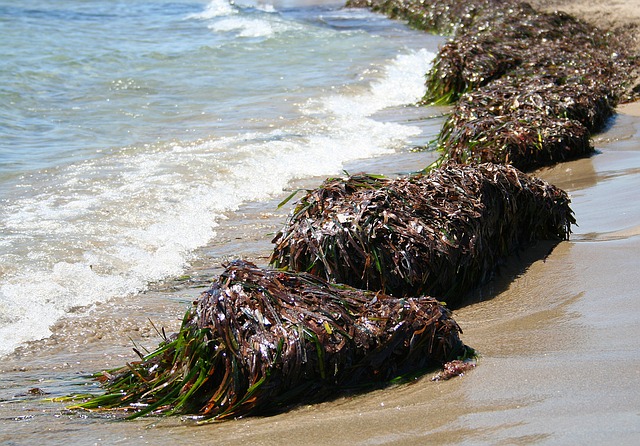 seaweed-1529019_640