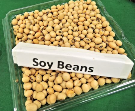 soy-beans-968986_640