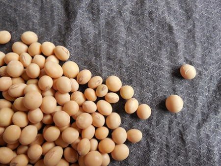 soybeans-182295__340