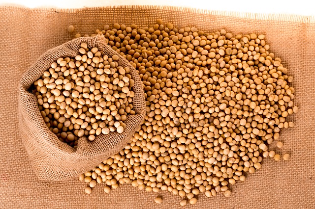 soybeans-2039638_640