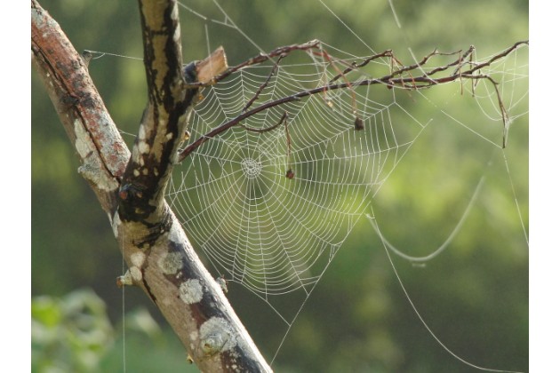 spider-web-617769_1280
