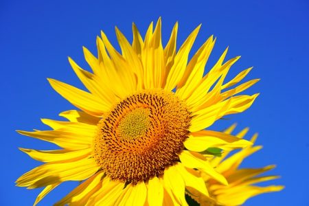 sun-flower-2511961_640