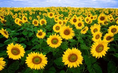sunflower-11574__340