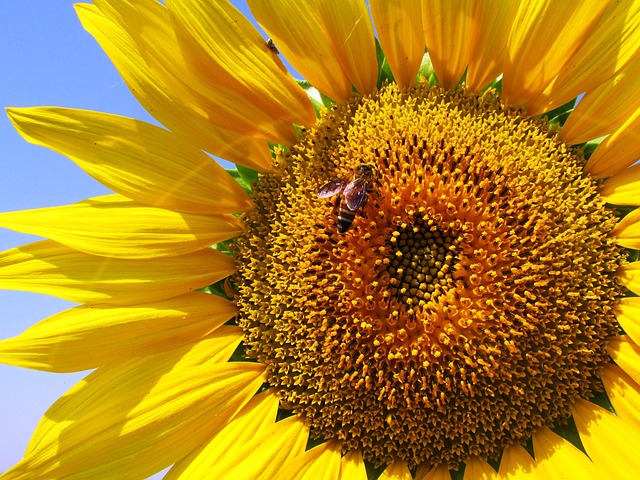 sunflower-268012_640