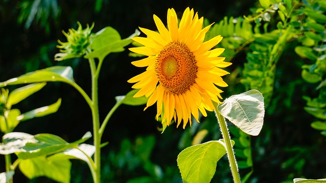 sunflower-290496_640