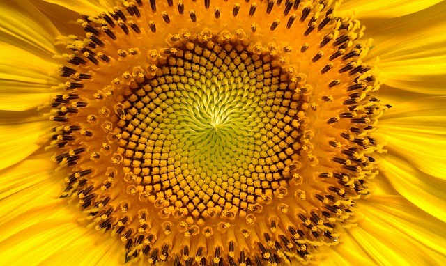 sunflower 94187 640
