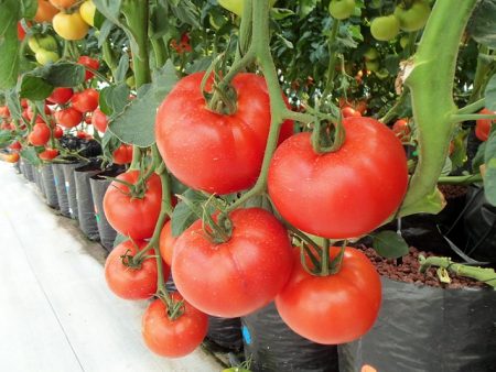 tomatoes-936520_640