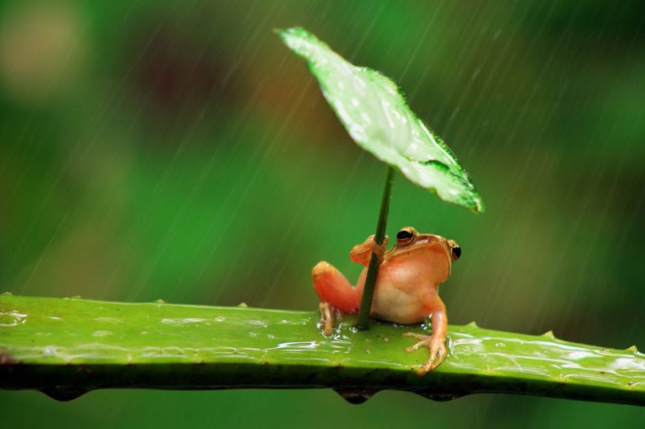 una rana con paraguas 4