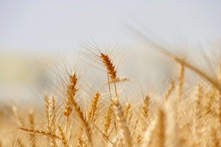 wheat-3120580_640