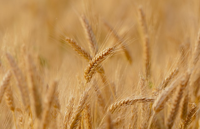 wheat-3241114_640